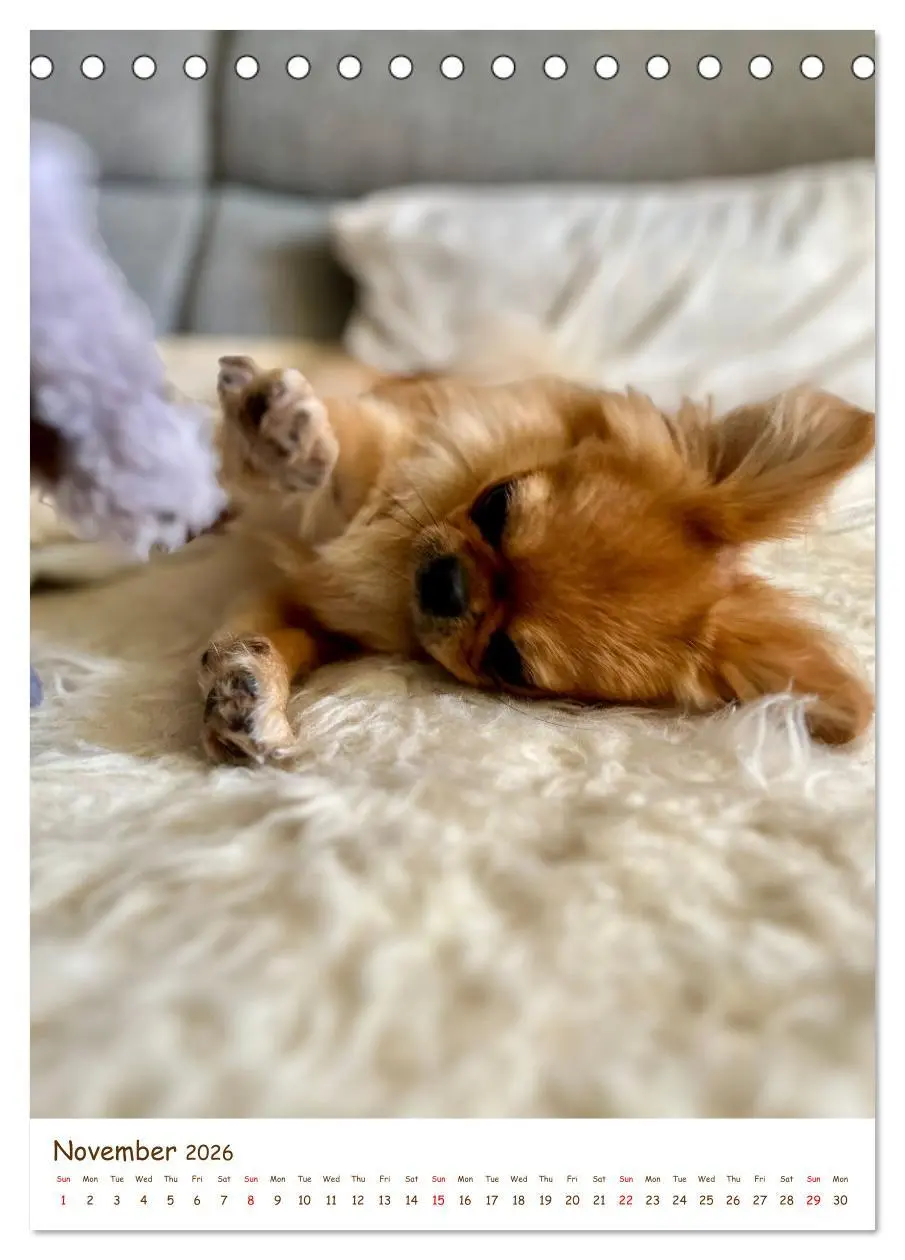 Bild: 9783457256152 | Sassy, fluffy, fabulous - A year of Pekingese charm (Desk Calendar...