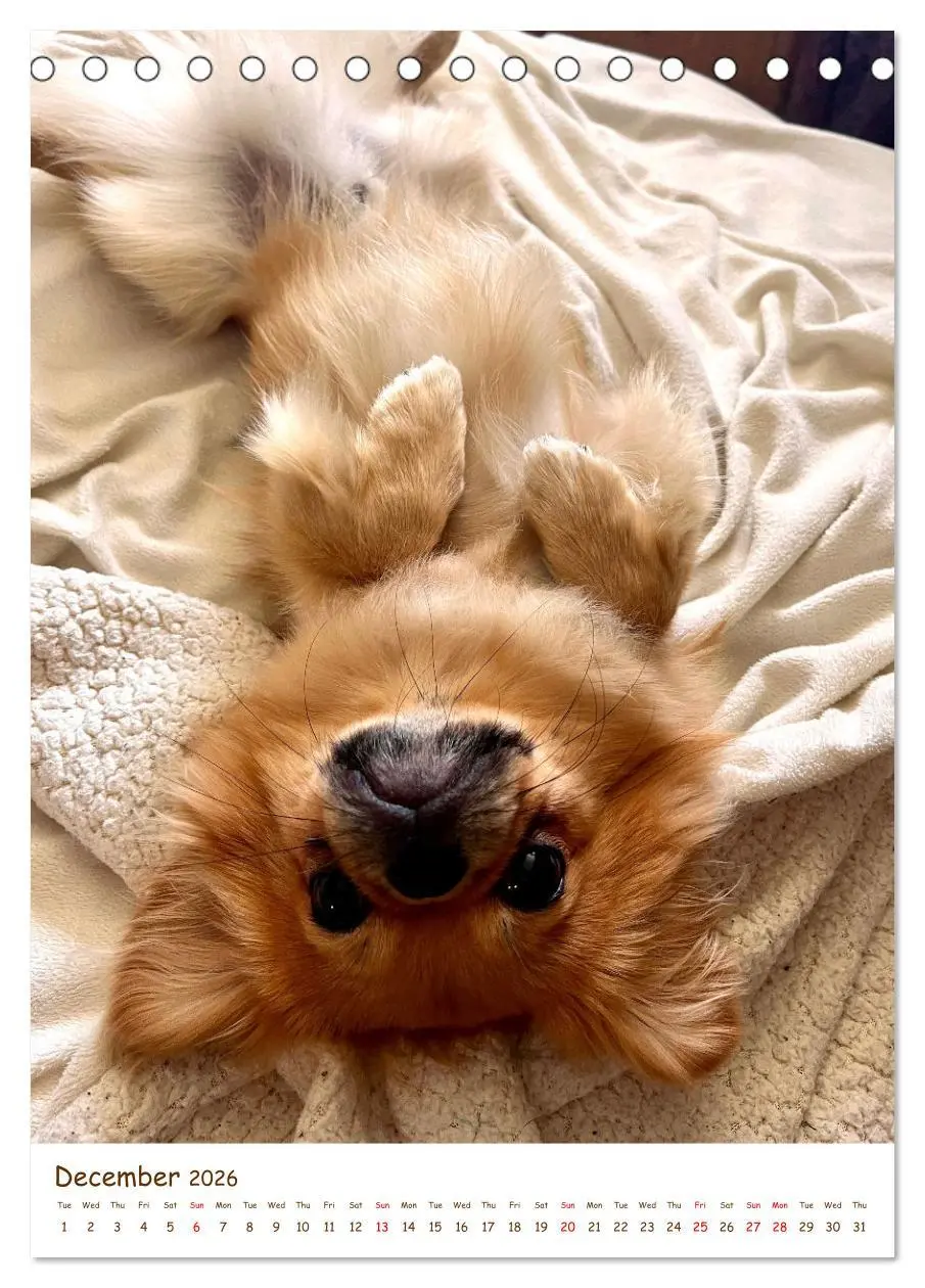 Bild: 9783457256152 | Sassy, fluffy, fabulous - A year of Pekingese charm (Desk Calendar...