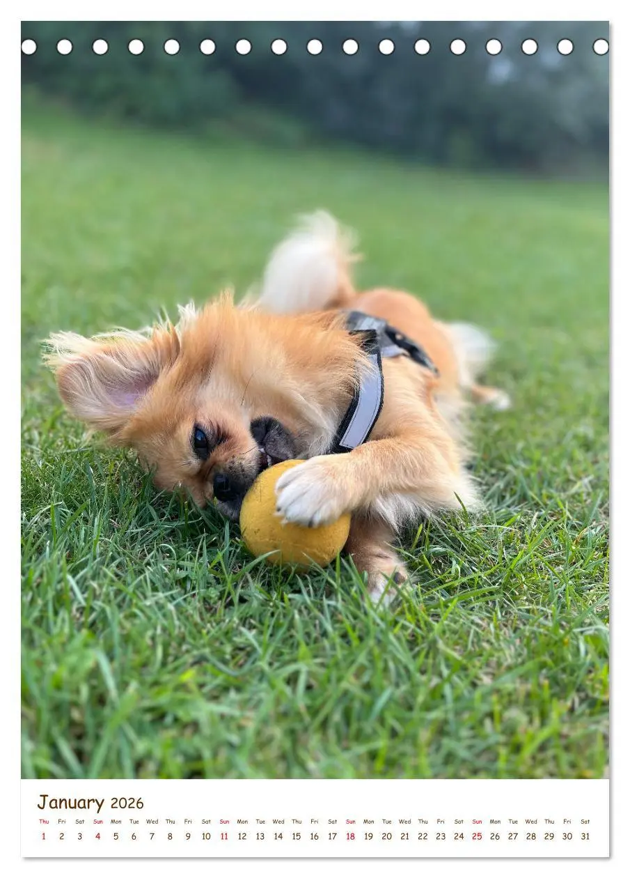 Bild: 9783457256152 | Sassy, fluffy, fabulous - A year of Pekingese charm (Desk Calendar...