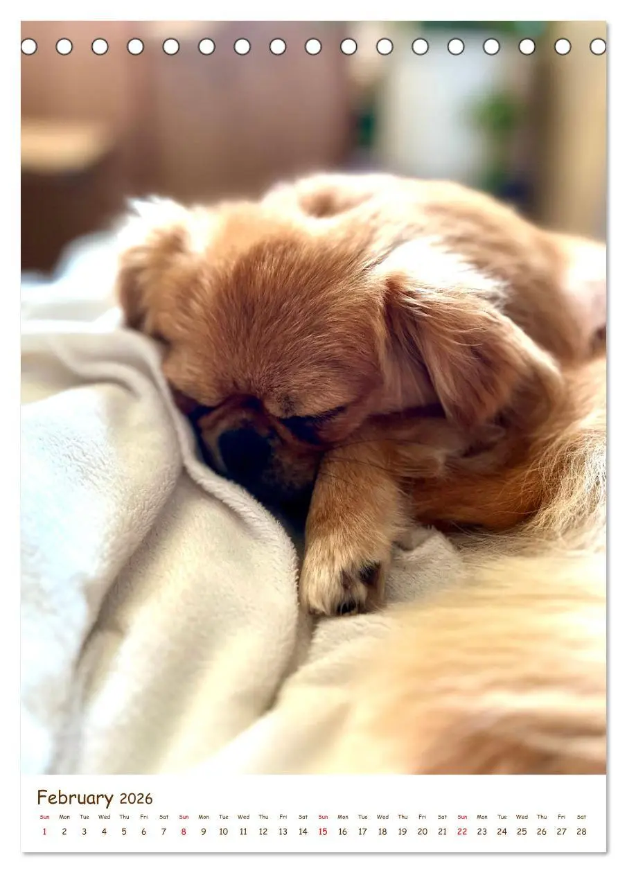 Bild: 9783457256152 | Sassy, fluffy, fabulous - A year of Pekingese charm (Desk Calendar...