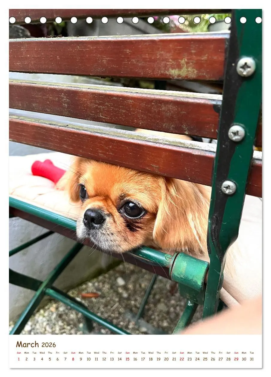 Bild: 9783457256152 | Sassy, fluffy, fabulous - A year of Pekingese charm (Desk Calendar...
