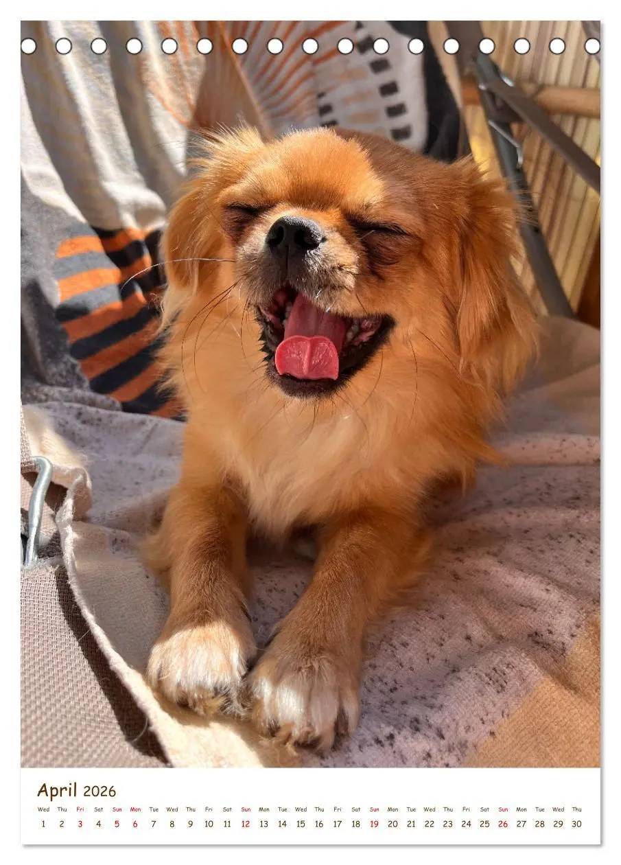 Bild: 9783457256152 | Sassy, fluffy, fabulous - A year of Pekingese charm (Desk Calendar...