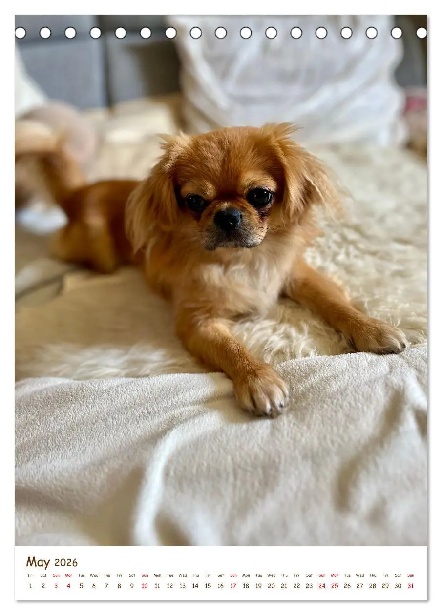 Bild: 9783457256152 | Sassy, fluffy, fabulous - A year of Pekingese charm (Desk Calendar...