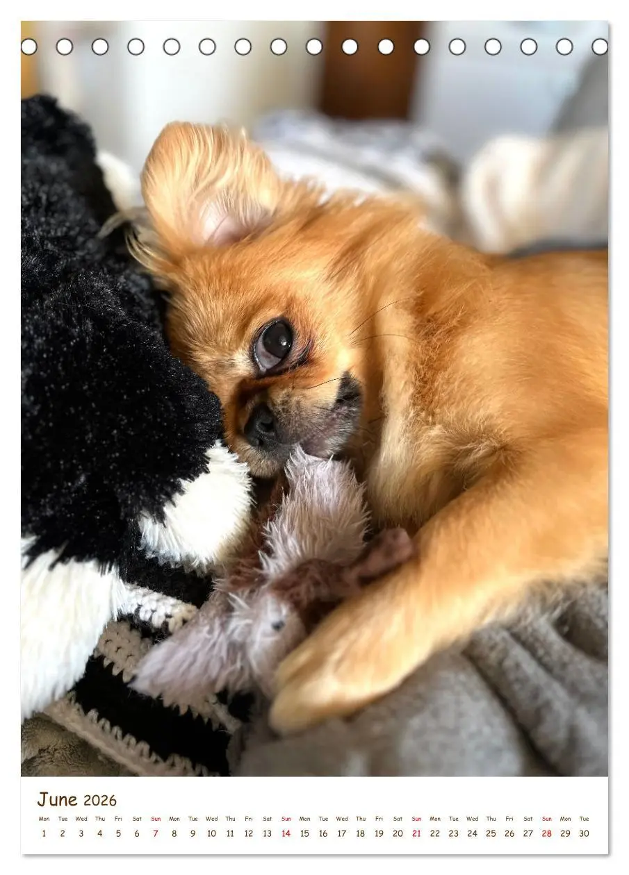 Bild: 9783457256152 | Sassy, fluffy, fabulous - A year of Pekingese charm (Desk Calendar...