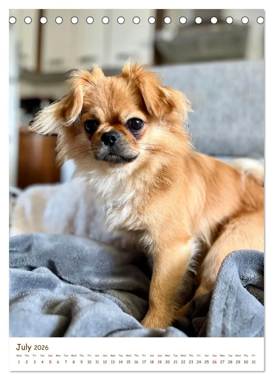 Bild: 9783457256152 | Sassy, fluffy, fabulous - A year of Pekingese charm (Desk Calendar...