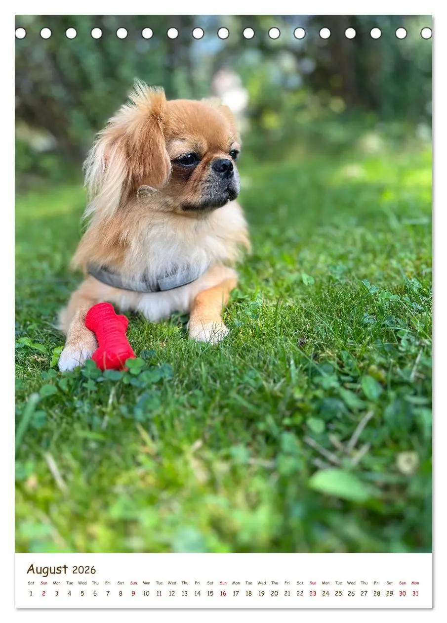 Bild: 9783457256152 | Sassy, fluffy, fabulous - A year of Pekingese charm (Desk Calendar...