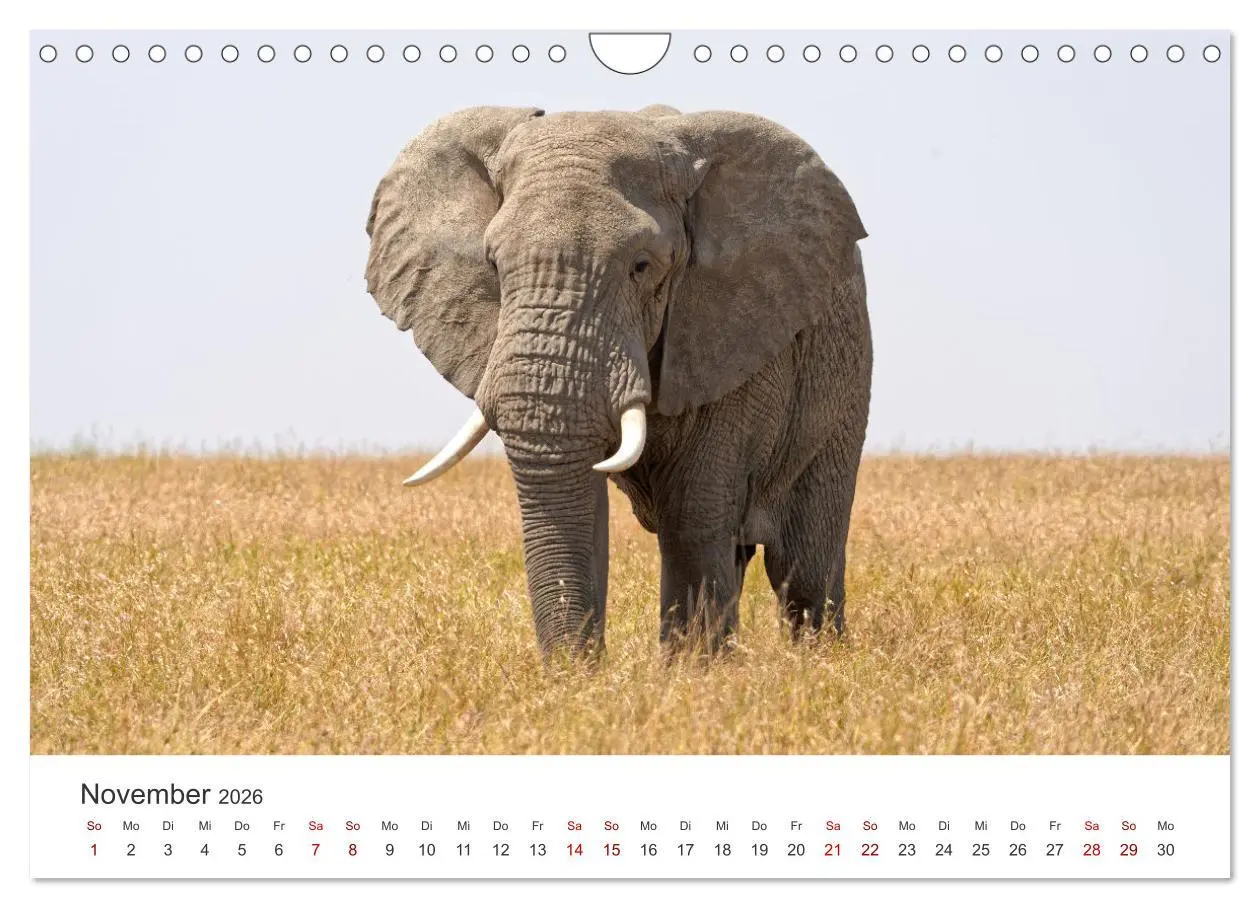 Bild: 9783457316252 | Tier Portraits Tansania (Wandkalender 2026 DIN A4 quer), CALVENDO...