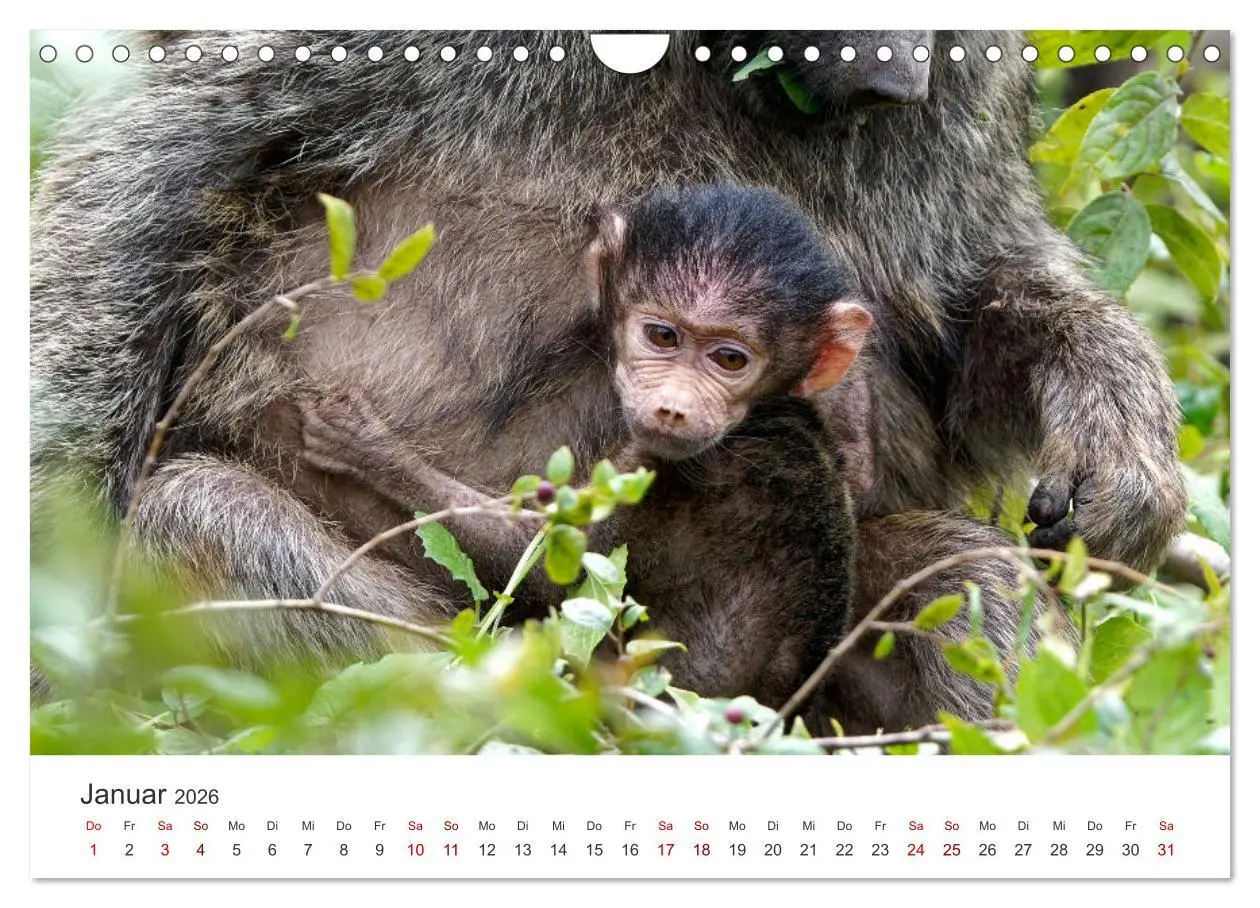Bild: 9783457316252 | Tier Portraits Tansania (Wandkalender 2026 DIN A4 quer), CALVENDO...