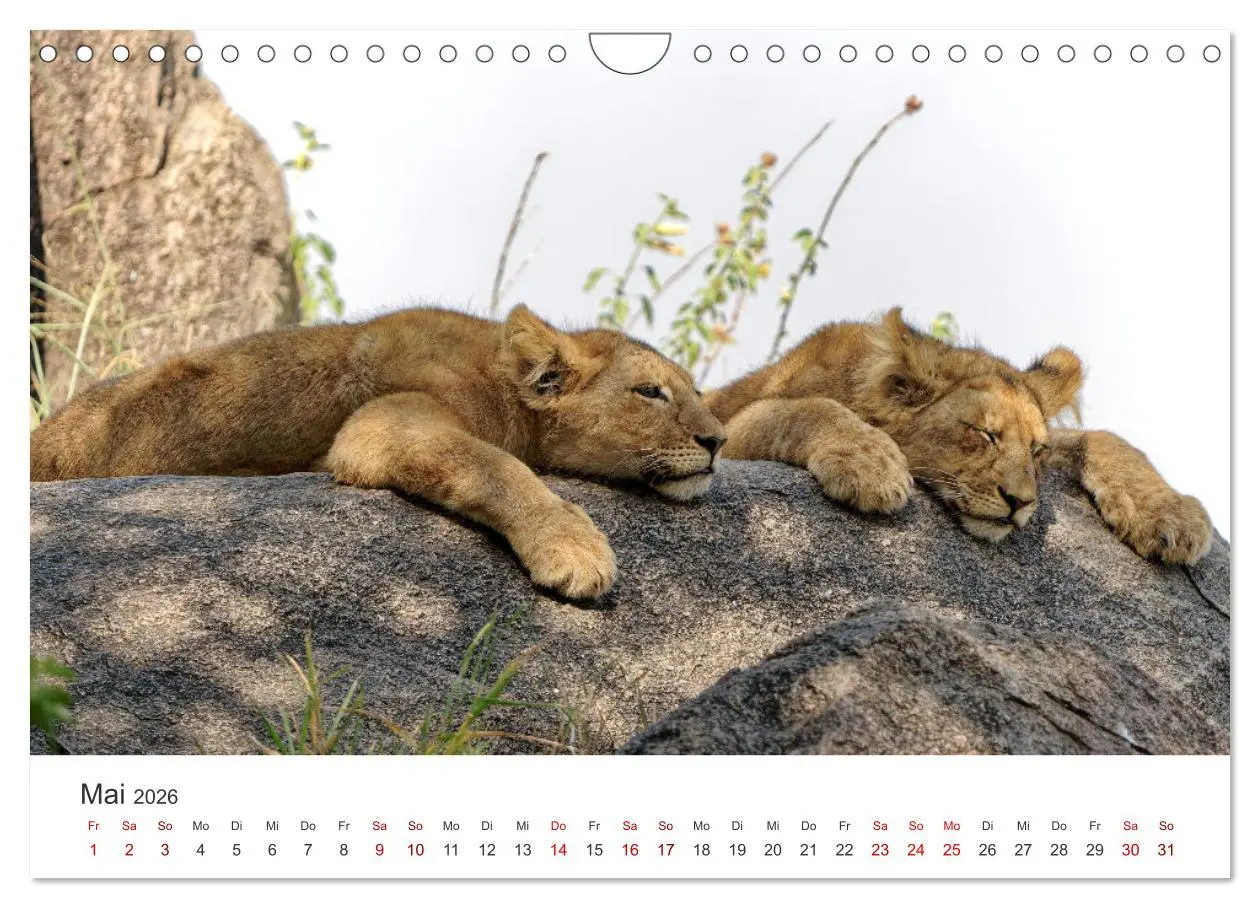 Bild: 9783457316252 | Tier Portraits Tansania (Wandkalender 2026 DIN A4 quer), CALVENDO...