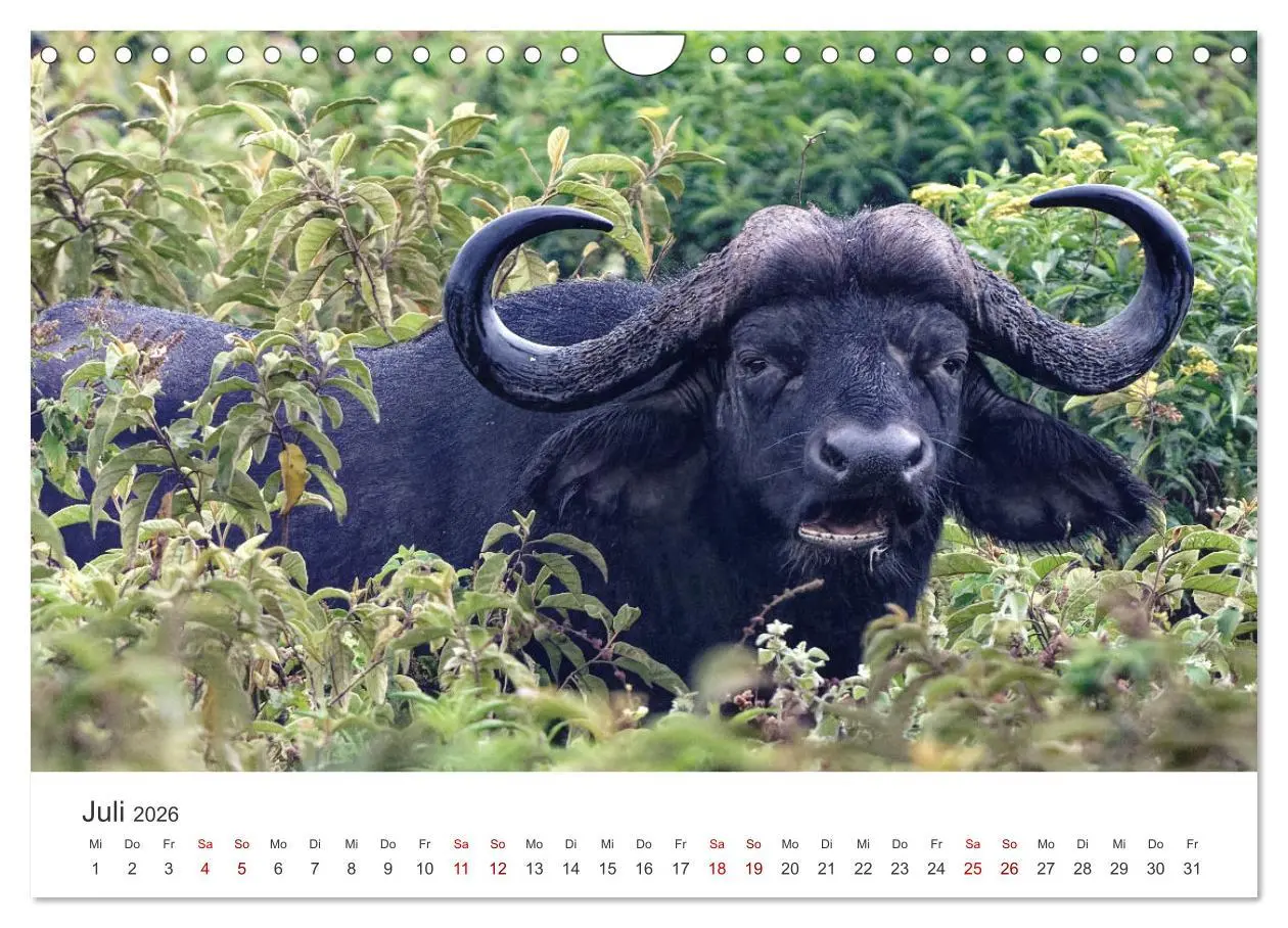Bild: 9783457316252 | Tier Portraits Tansania (Wandkalender 2026 DIN A4 quer), CALVENDO...