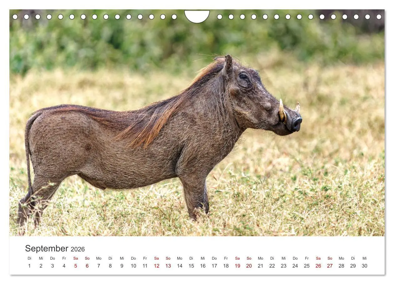 Bild: 9783457316252 | Tier Portraits Tansania (Wandkalender 2026 DIN A4 quer), CALVENDO...