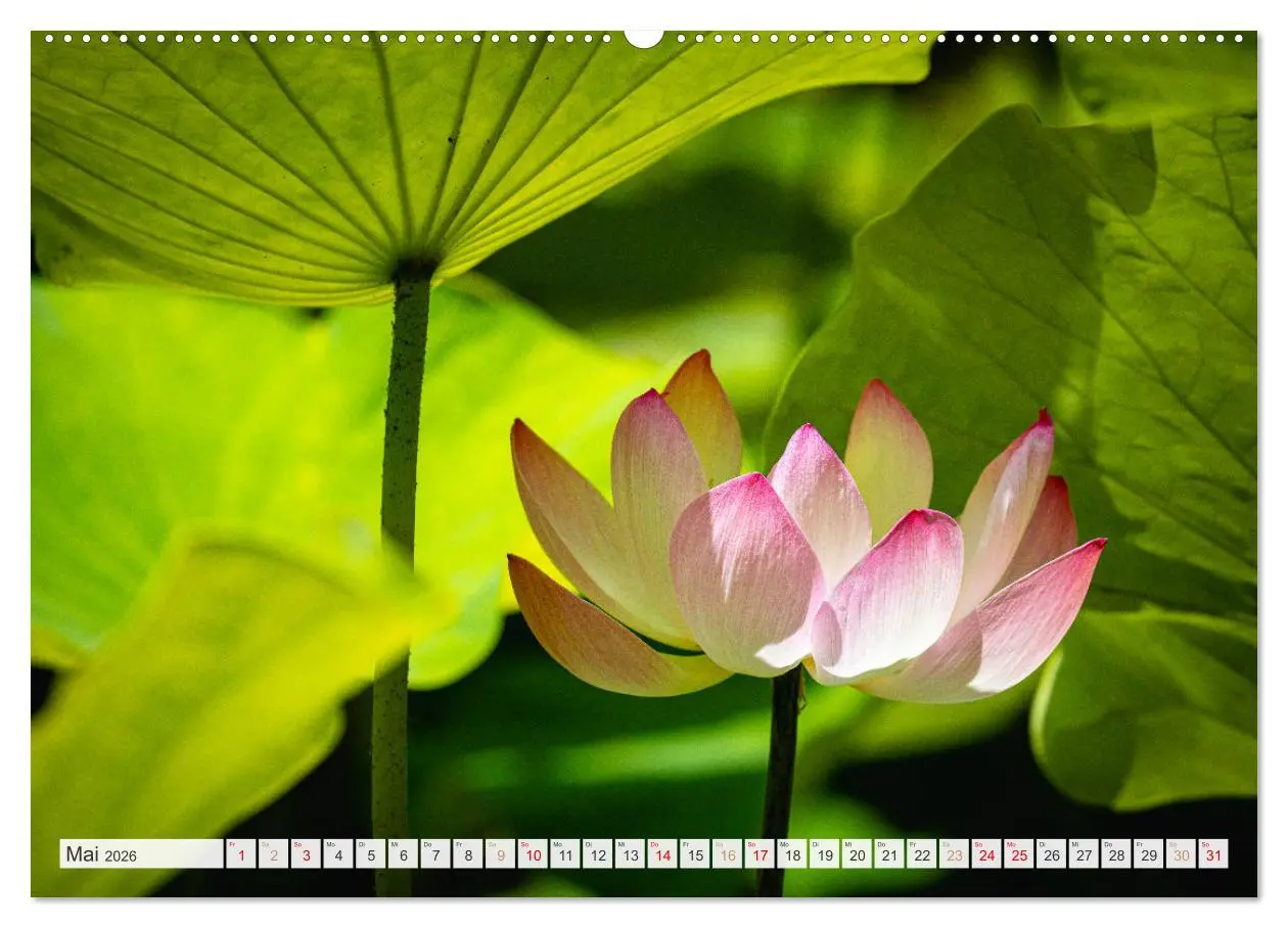 Bild: 9783457546352 | Trauminseln der Welt - Mauritius (Wandkalender 2026 DIN A2 quer),...