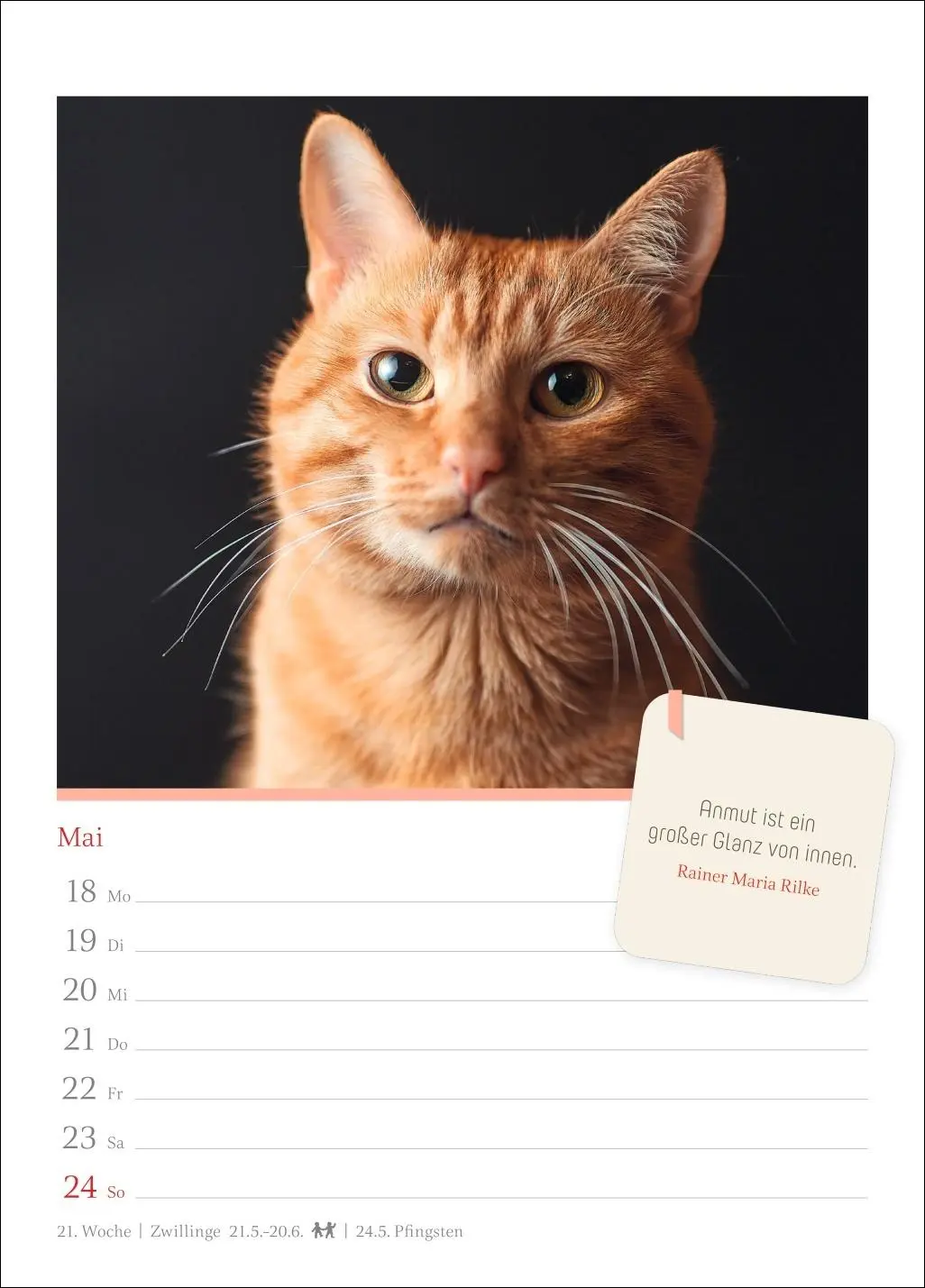 Bild: 9783840036552 | Katzenglück Wochenkalender 2026 - mit Zitaten | Harenberg | Kalender