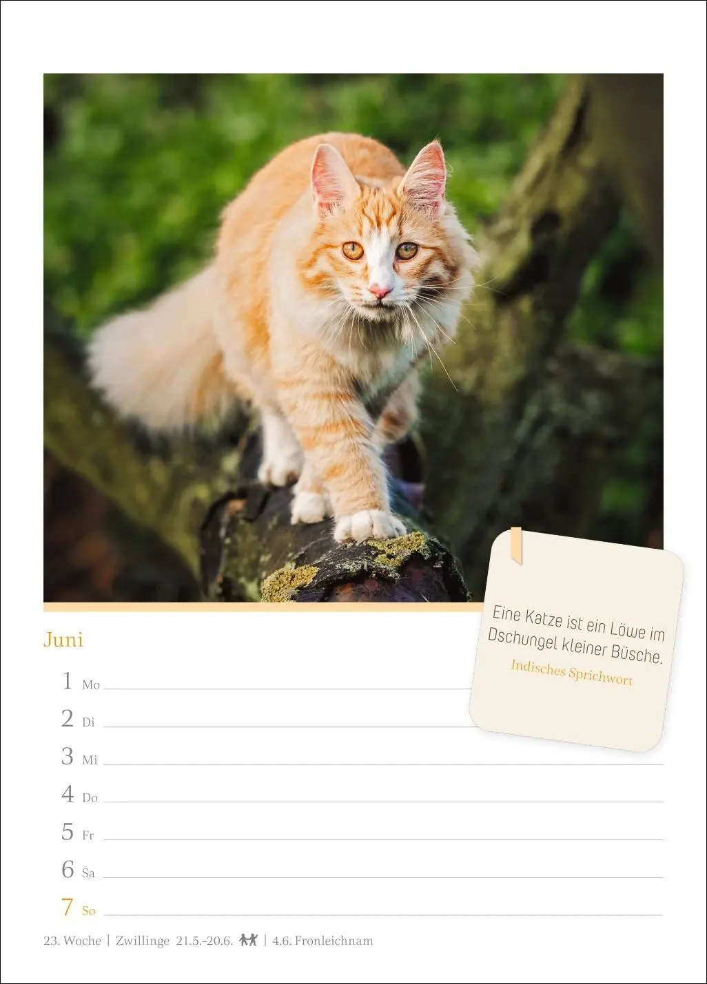 Bild: 9783840036552 | Katzenglück Wochenkalender 2026 - mit Zitaten | Harenberg | Kalender