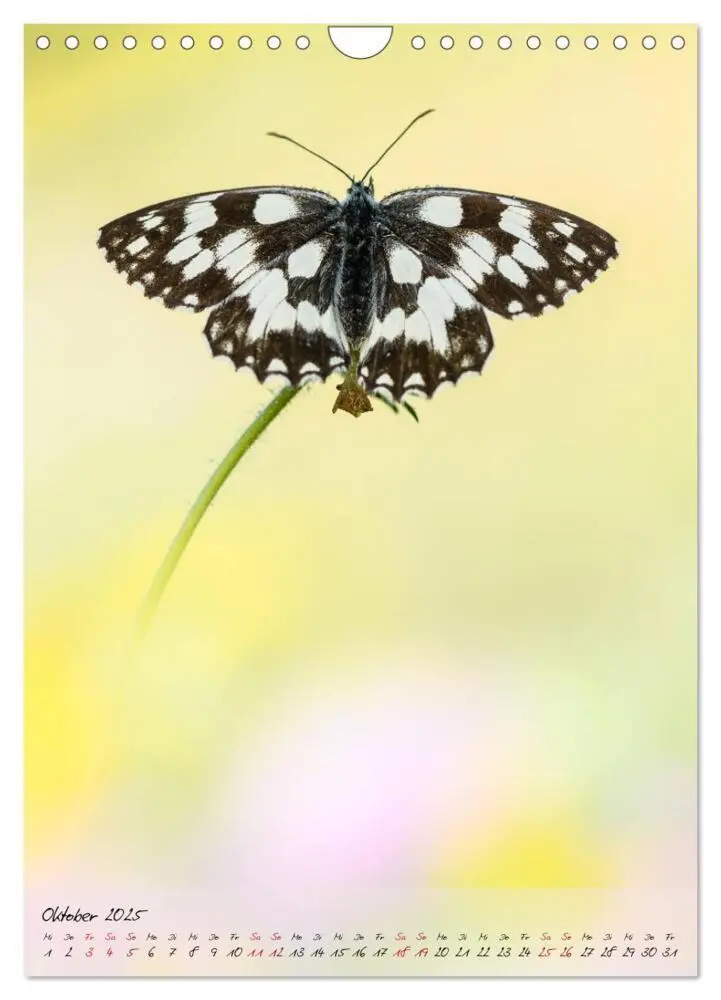 Bild: 9783435976652 | Kunterbuntes Gartenleben - Schmetterlinge in Gärten und Parks...
