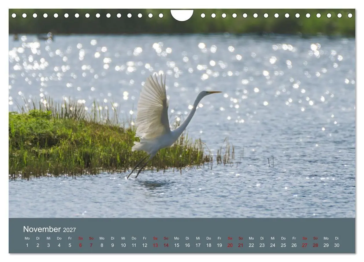 Bild: 9783594376652 | Reiher in der Elbmarsch (Wandkalender 2027 DIN A4 quer), CALVENDO...