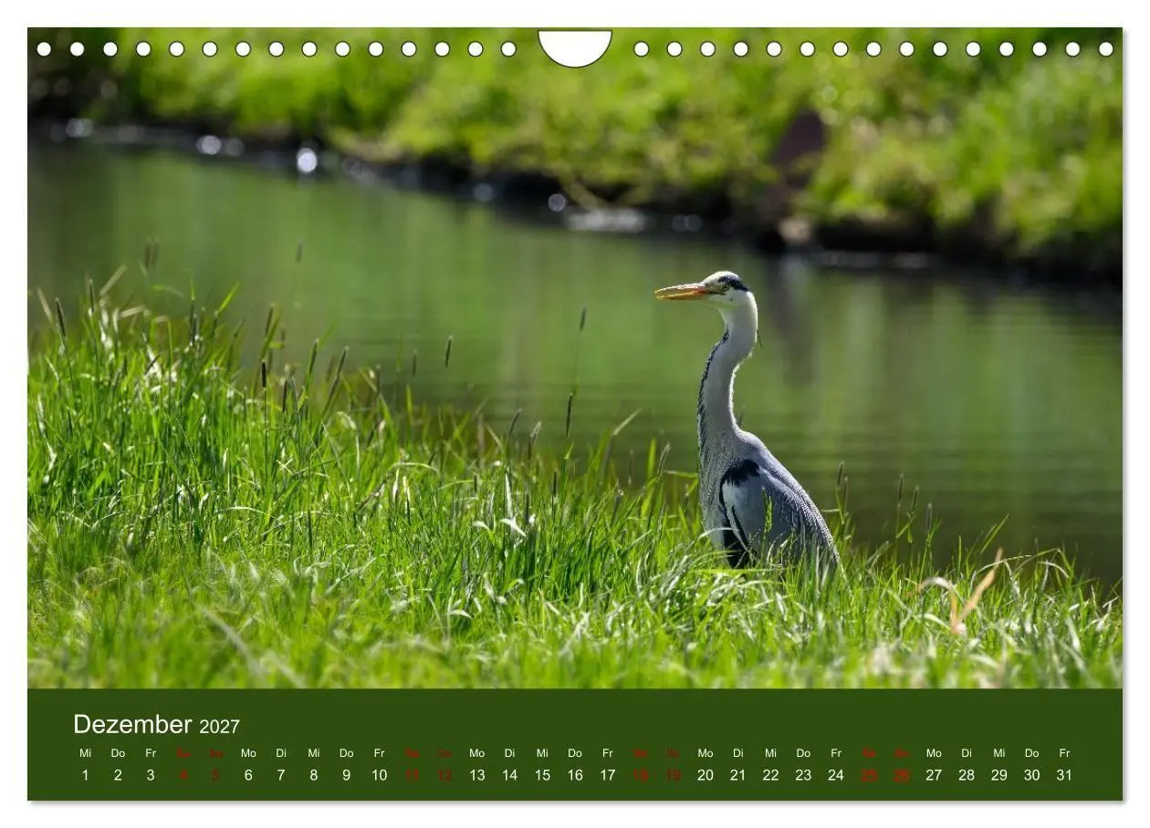 Bild: 9783594376652 | Reiher in der Elbmarsch (Wandkalender 2027 DIN A4 quer), CALVENDO...