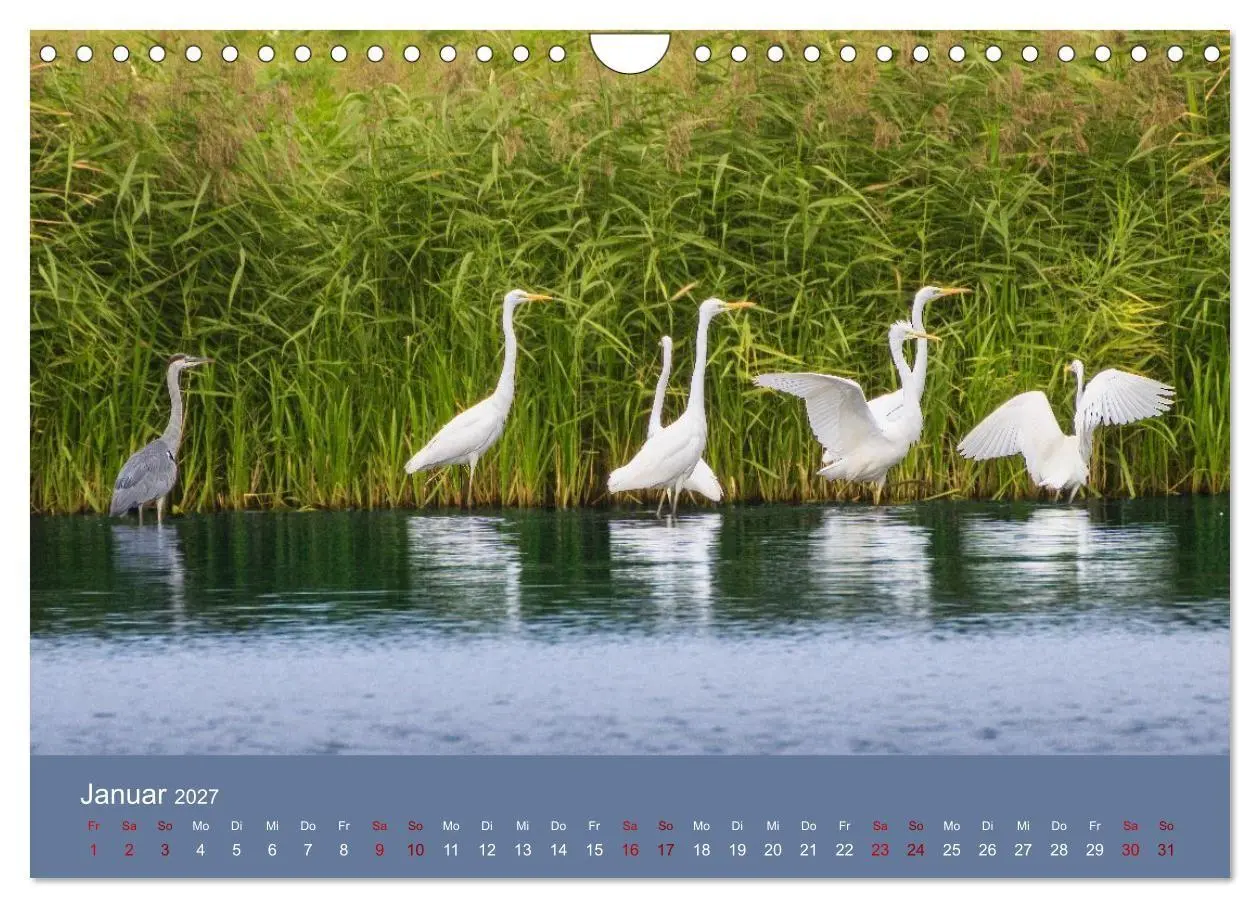 Bild: 9783594376652 | Reiher in der Elbmarsch (Wandkalender 2027 DIN A4 quer), CALVENDO...