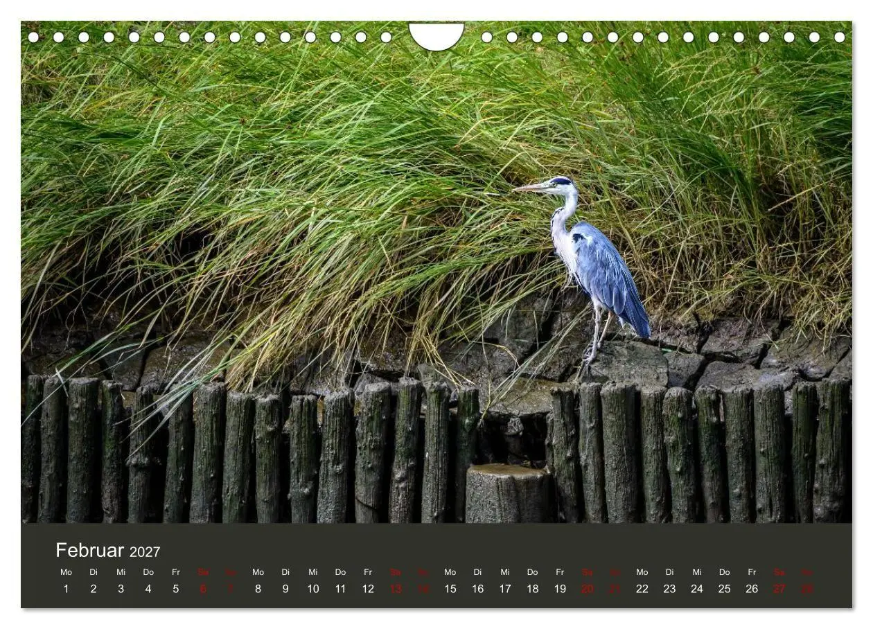 Bild: 9783594376652 | Reiher in der Elbmarsch (Wandkalender 2027 DIN A4 quer), CALVENDO...