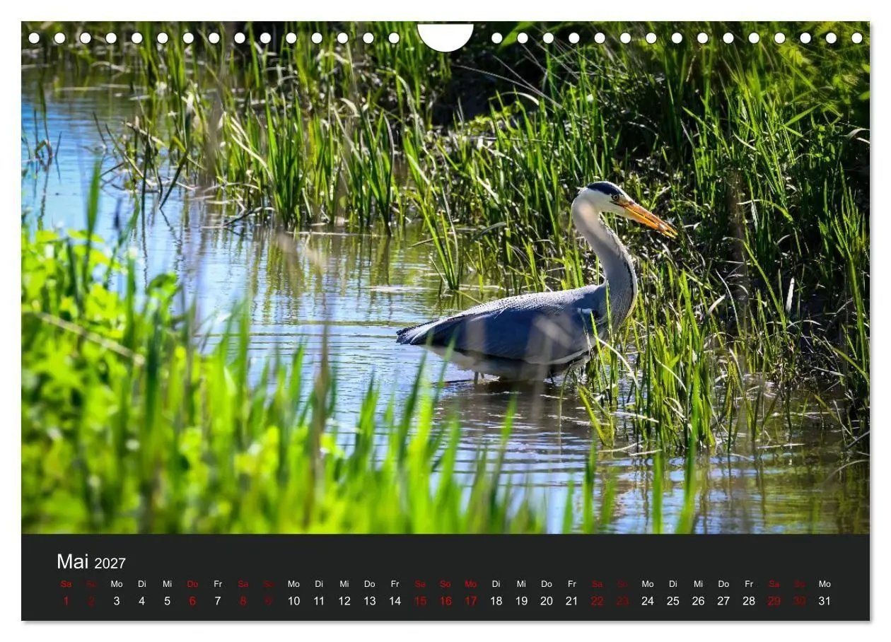 Bild: 9783594376652 | Reiher in der Elbmarsch (Wandkalender 2027 DIN A4 quer), CALVENDO...