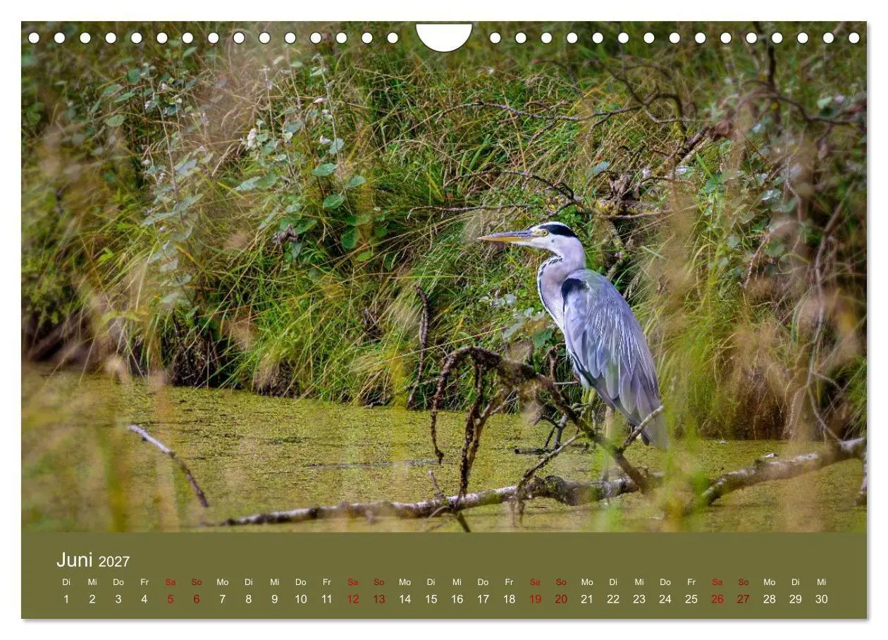 Bild: 9783594376652 | Reiher in der Elbmarsch (Wandkalender 2027 DIN A4 quer), CALVENDO...