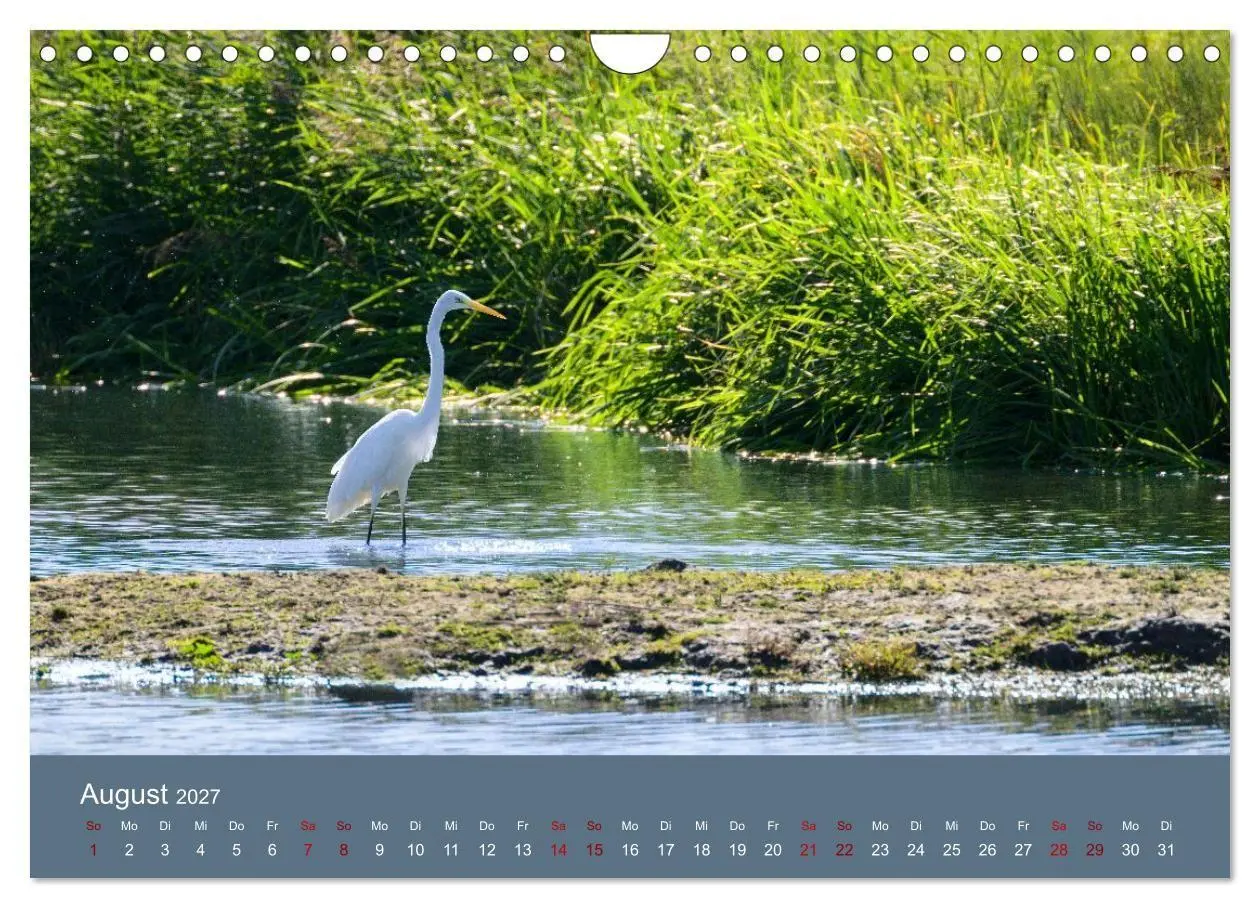 Bild: 9783594376652 | Reiher in der Elbmarsch (Wandkalender 2027 DIN A4 quer), CALVENDO...