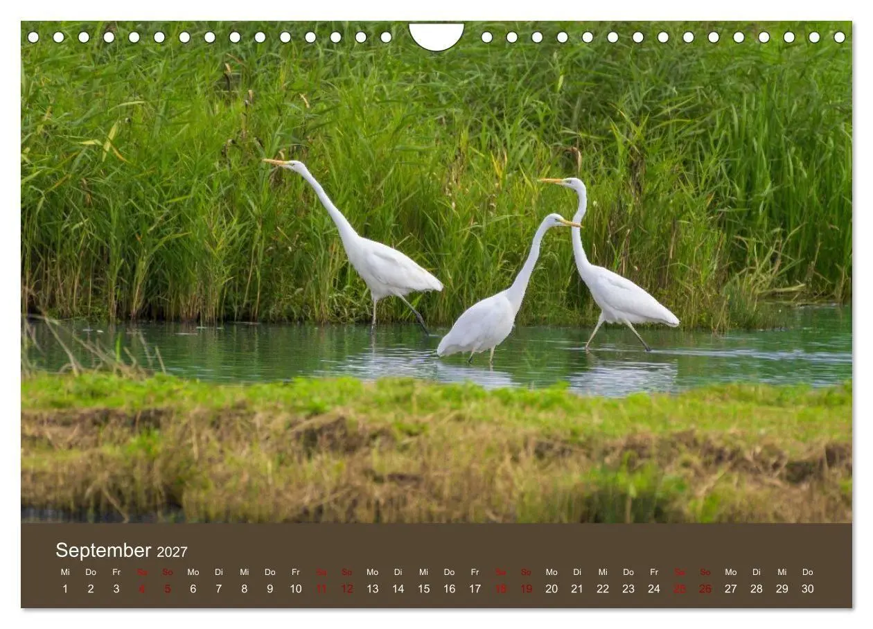Bild: 9783594376652 | Reiher in der Elbmarsch (Wandkalender 2027 DIN A4 quer), CALVENDO...