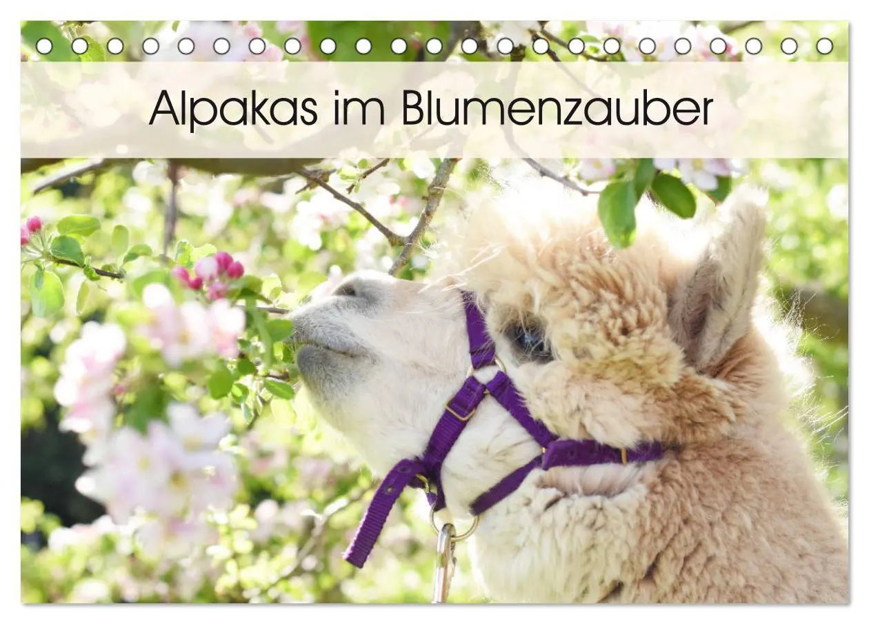 Cover: 9783457816752 | Alpakas im Blumenzauber (Tischkalender 2026 DIN A5 quer), CALVENDO...