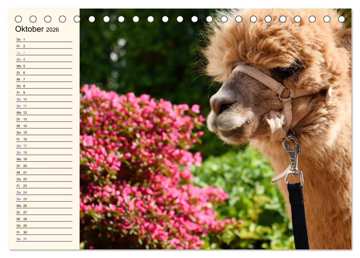 Bild: 9783457816752 | Alpakas im Blumenzauber (Tischkalender 2026 DIN A5 quer), CALVENDO...