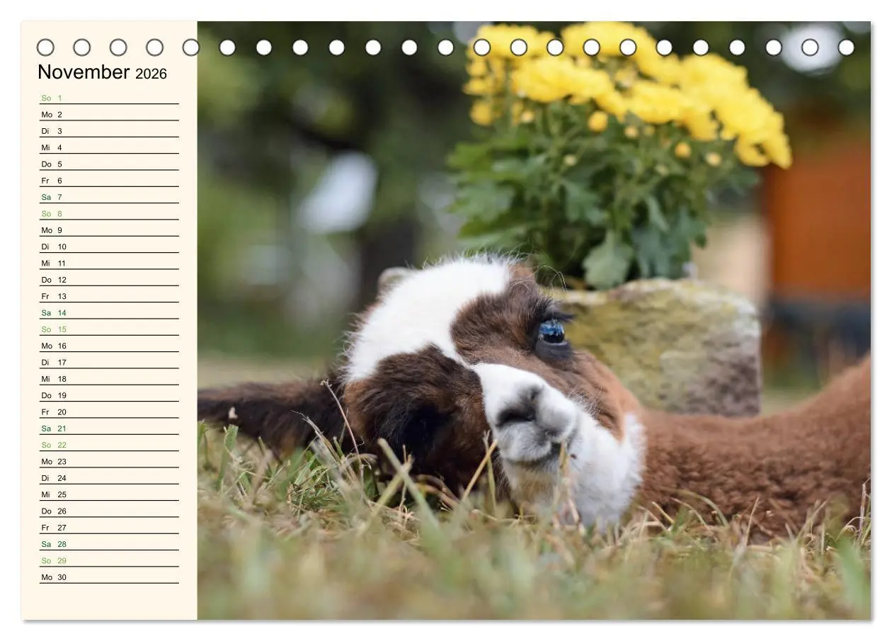 Bild: 9783457816752 | Alpakas im Blumenzauber (Tischkalender 2026 DIN A5 quer), CALVENDO...