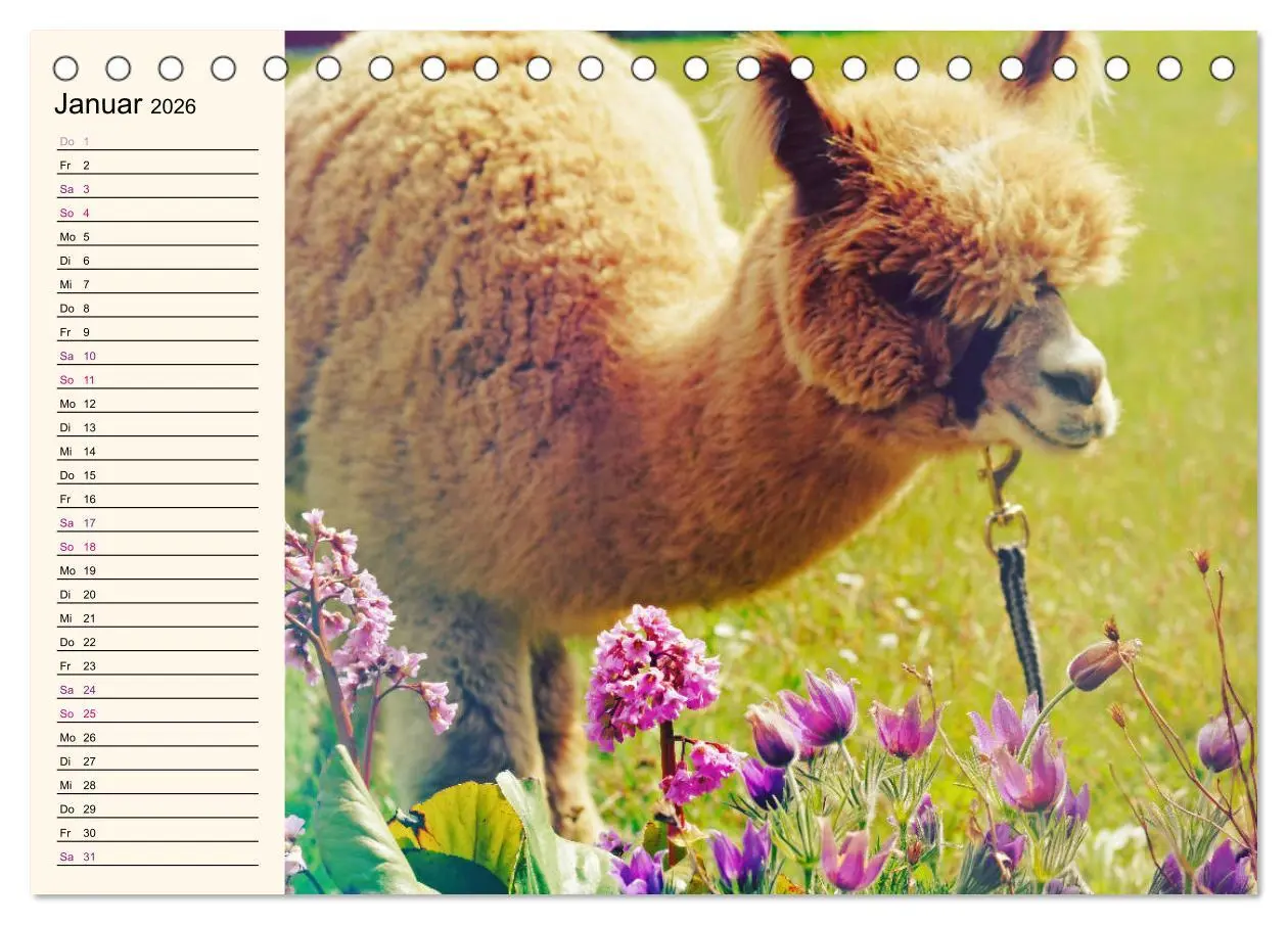 Bild: 9783457816752 | Alpakas im Blumenzauber (Tischkalender 2026 DIN A5 quer), CALVENDO...