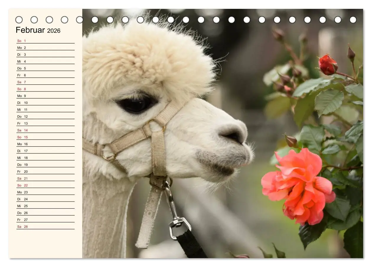 Bild: 9783457816752 | Alpakas im Blumenzauber (Tischkalender 2026 DIN A5 quer), CALVENDO...