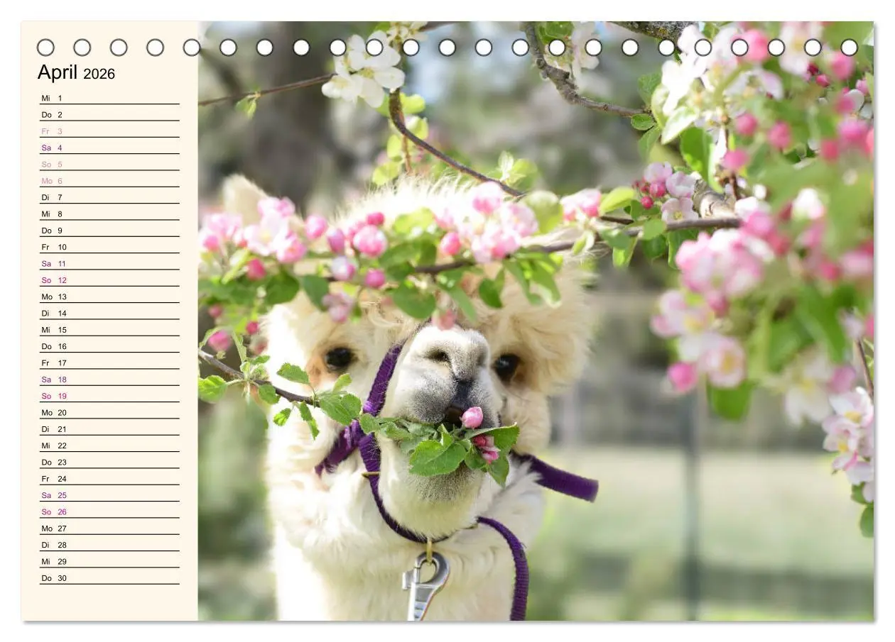 Bild: 9783457816752 | Alpakas im Blumenzauber (Tischkalender 2026 DIN A5 quer), CALVENDO...