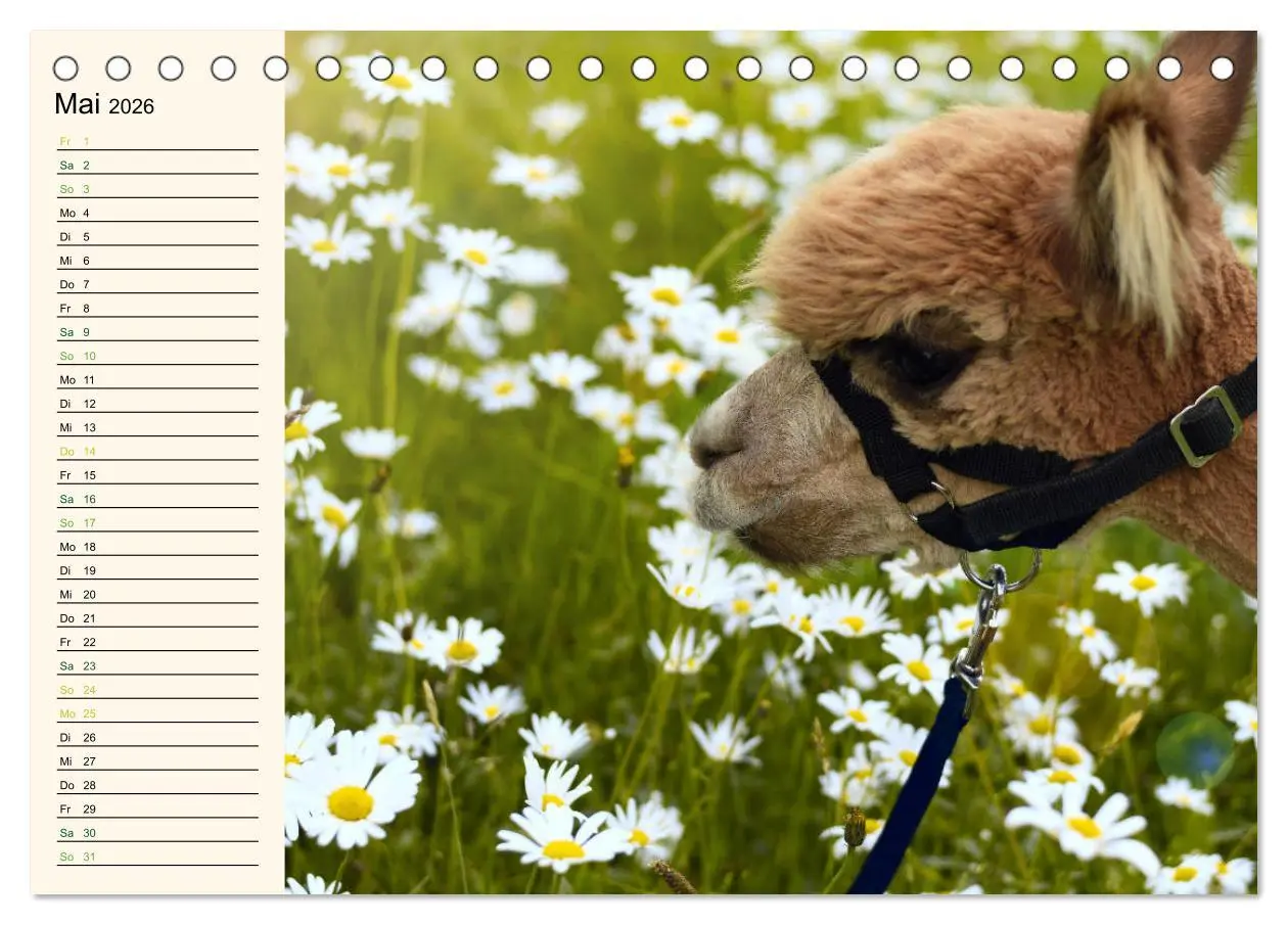 Bild: 9783457816752 | Alpakas im Blumenzauber (Tischkalender 2026 DIN A5 quer), CALVENDO...