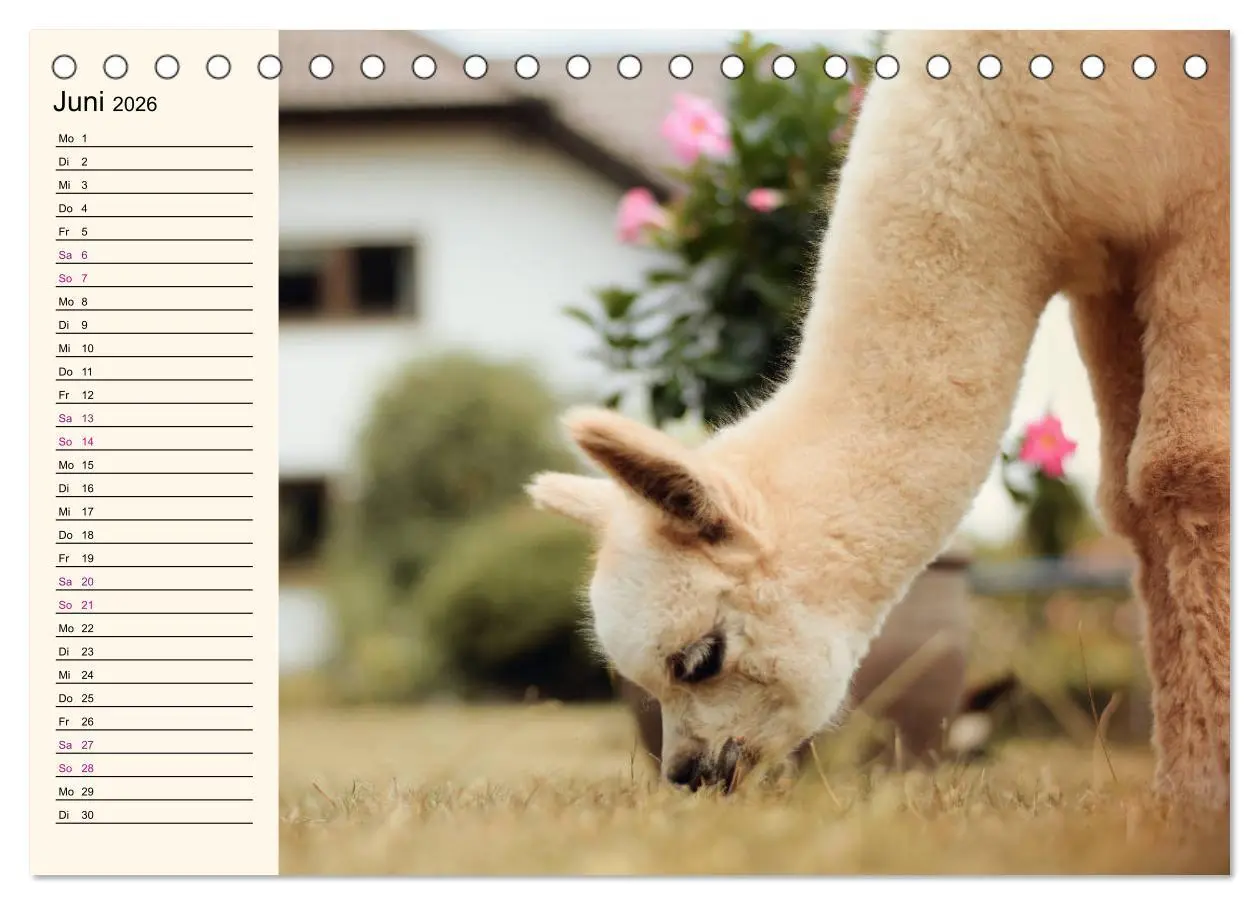 Bild: 9783457816752 | Alpakas im Blumenzauber (Tischkalender 2026 DIN A5 quer), CALVENDO...