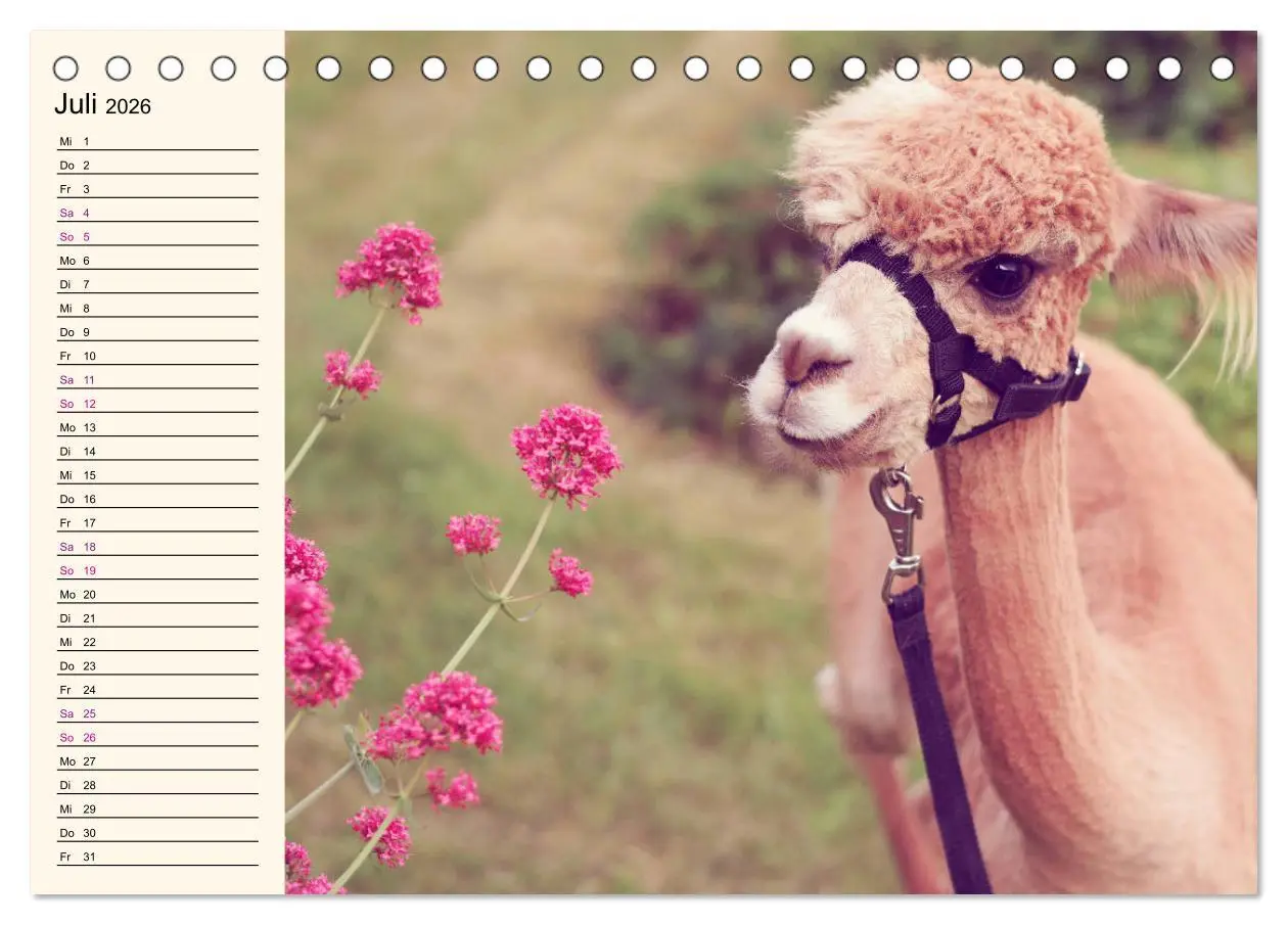 Bild: 9783457816752 | Alpakas im Blumenzauber (Tischkalender 2026 DIN A5 quer), CALVENDO...