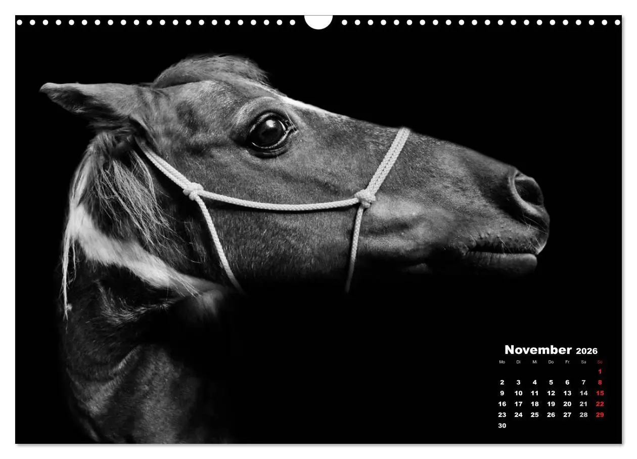 Bild: 9783516076752 | Pferde zwischen Licht und Schatten (Wandkalender 2026 DIN A3 quer),...