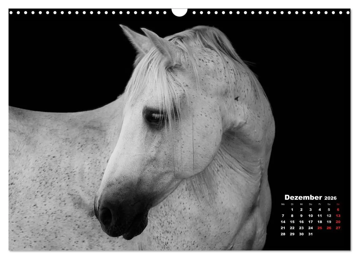 Bild: 9783516076752 | Pferde zwischen Licht und Schatten (Wandkalender 2026 DIN A3 quer),...