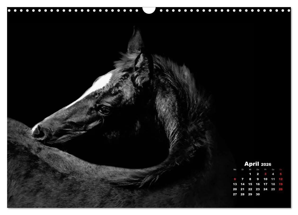 Bild: 9783516076752 | Pferde zwischen Licht und Schatten (Wandkalender 2026 DIN A3 quer),...
