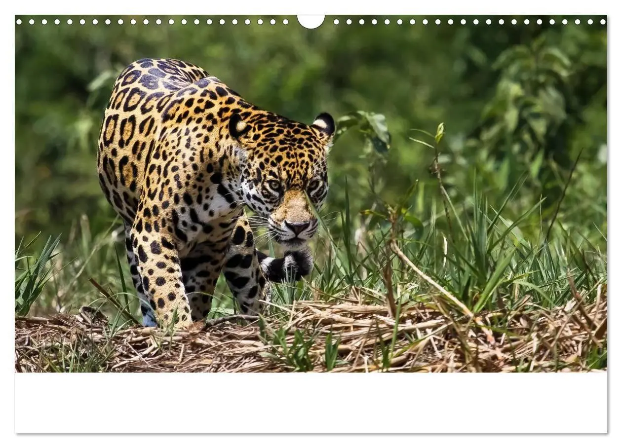 Bild: 9783435687152 | Brasilien tierisch gut 2025 (Wandkalender 2025 DIN A3 quer),...
