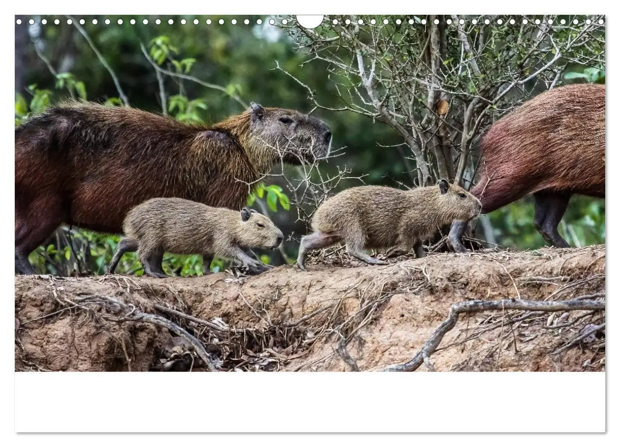Bild: 9783435687152 | Brasilien tierisch gut 2025 (Wandkalender 2025 DIN A3 quer),...