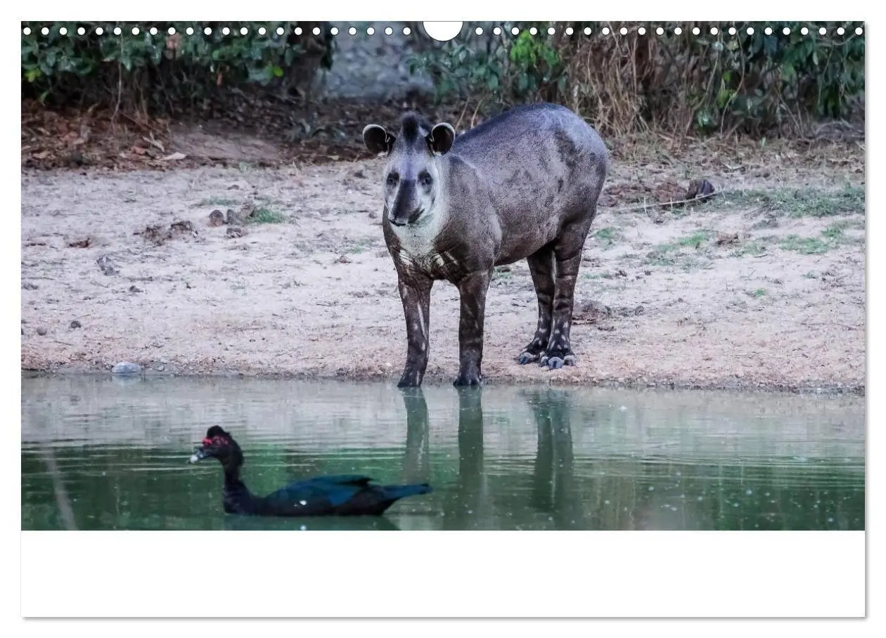 Bild: 9783435687152 | Brasilien tierisch gut 2025 (Wandkalender 2025 DIN A3 quer),...