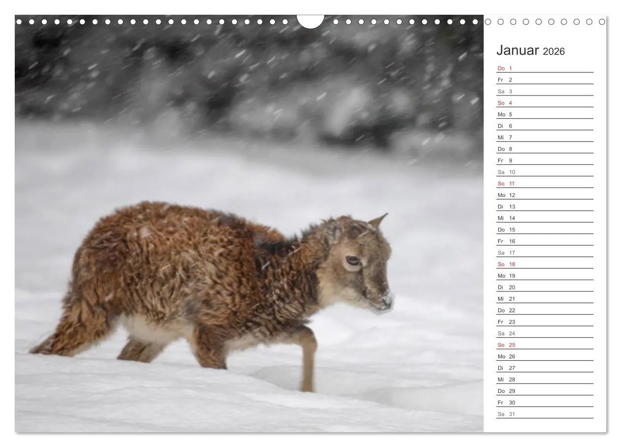 Bild: 9783516007152 | Emotionale Momente: Muffelwild. (Wandkalender 2026 DIN A3 quer),...