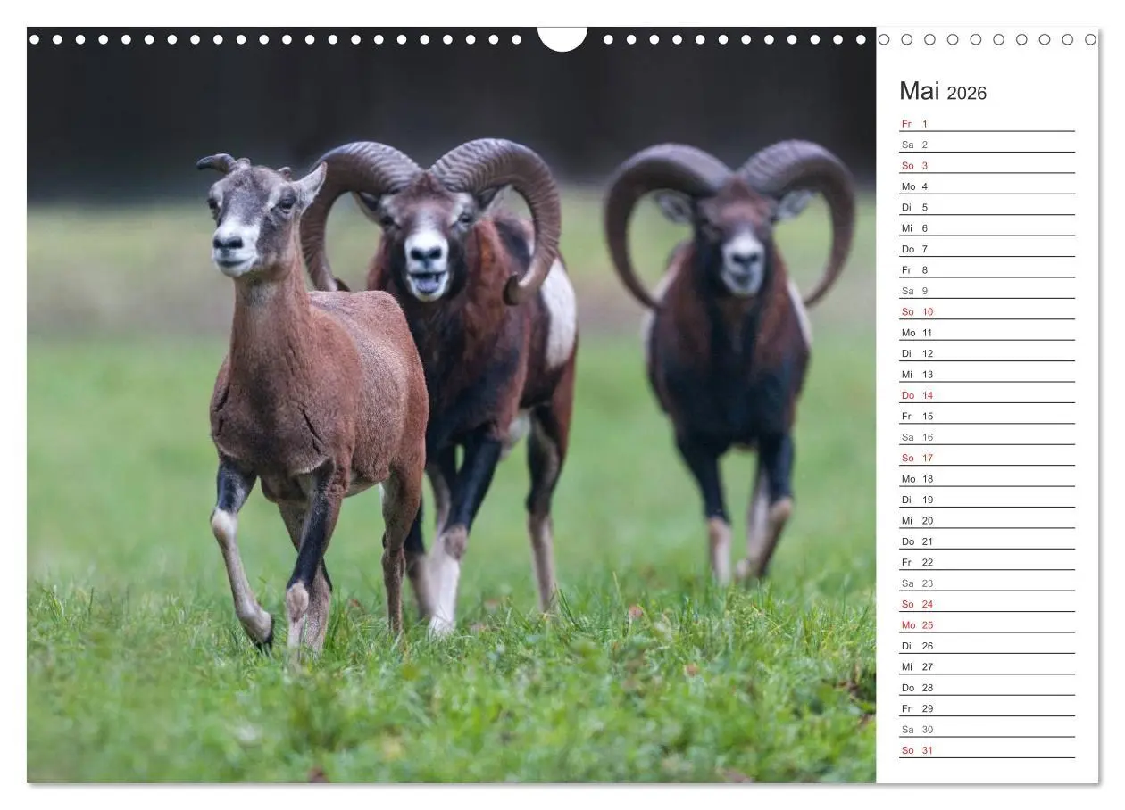 Bild: 9783516007152 | Emotionale Momente: Muffelwild. (Wandkalender 2026 DIN A3 quer),...