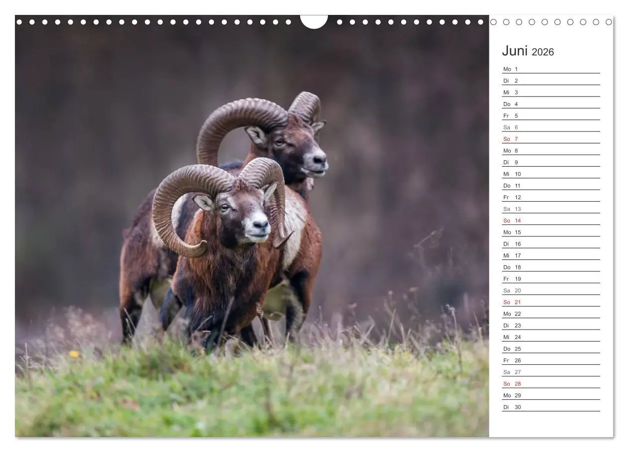Bild: 9783516007152 | Emotionale Momente: Muffelwild. (Wandkalender 2026 DIN A3 quer),...