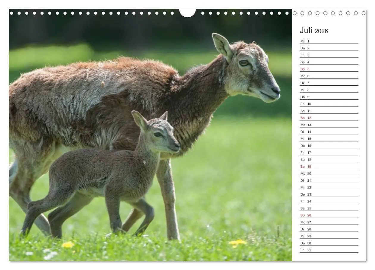 Bild: 9783516007152 | Emotionale Momente: Muffelwild. (Wandkalender 2026 DIN A3 quer),...
