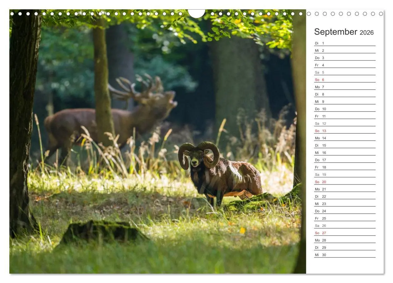 Bild: 9783516007152 | Emotionale Momente: Muffelwild. (Wandkalender 2026 DIN A3 quer),...