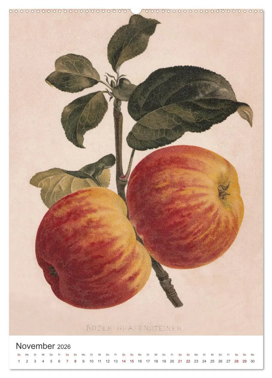 Bild: 9783516247152 | Alte Obstsorten - Äpfel 2026 (Wandkalender 2026 DIN A2 hoch),...