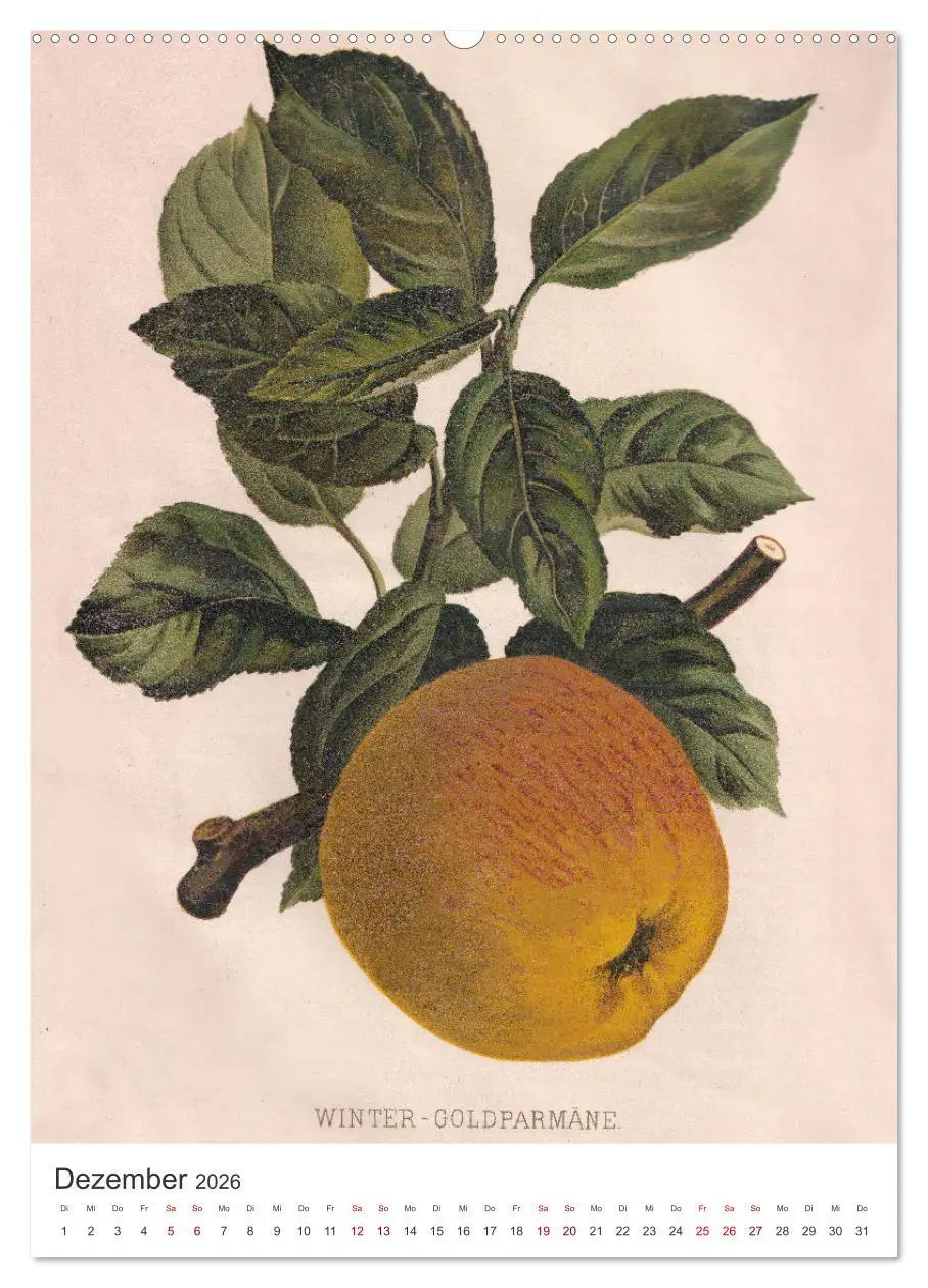 Bild: 9783516247152 | Alte Obstsorten - Äpfel 2026 (Wandkalender 2026 DIN A2 hoch),...