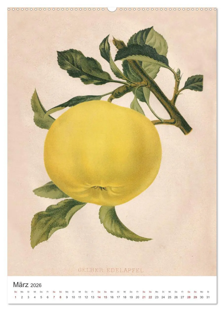 Bild: 9783516247152 | Alte Obstsorten - Äpfel 2026 (Wandkalender 2026 DIN A2 hoch),...